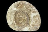 Polished Ammonite (Hildoceras) Fossil - England #104000-1